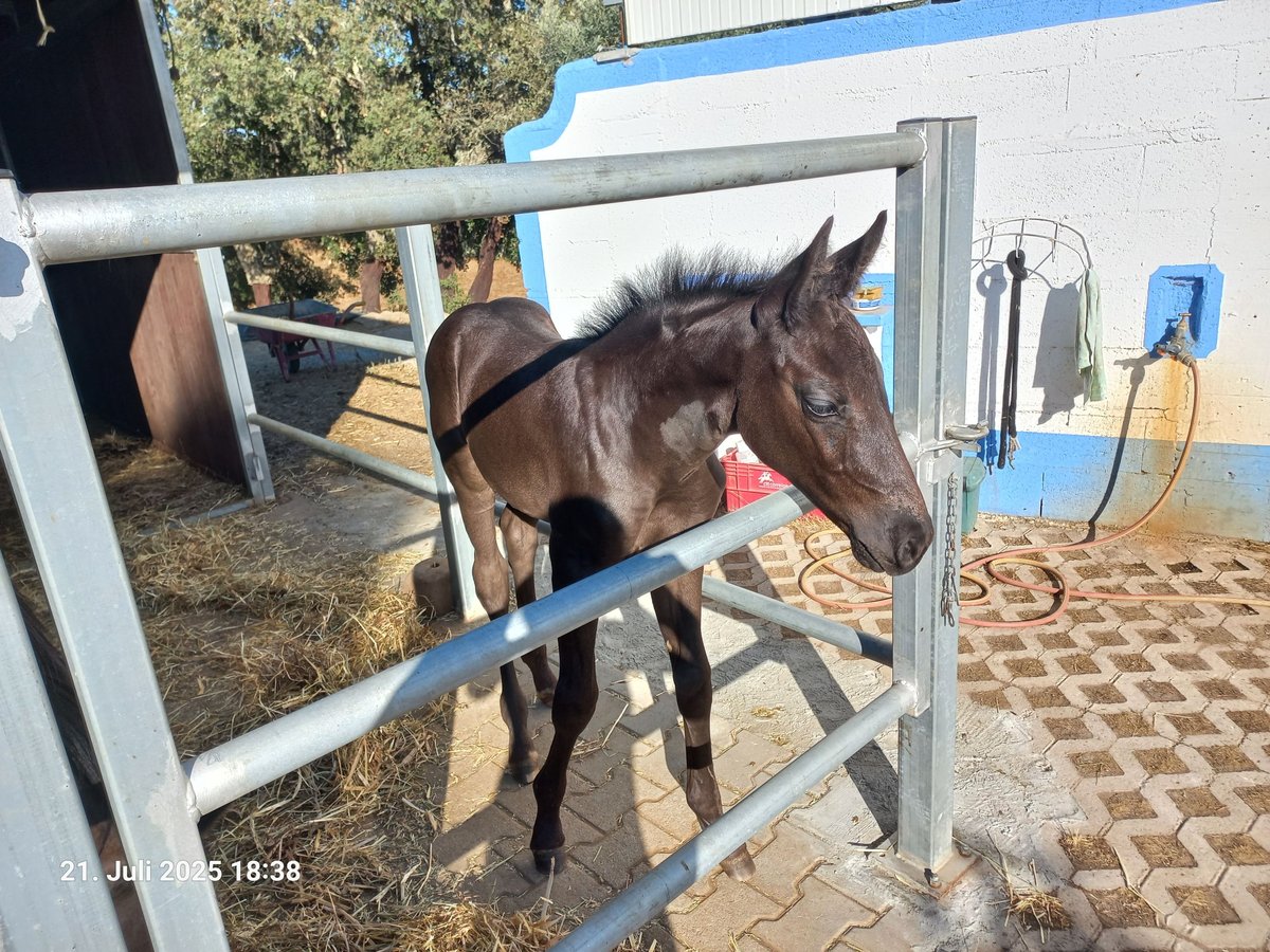 Oldenburg Stallion Foal (06/2025) 8,3 hh in Ourique