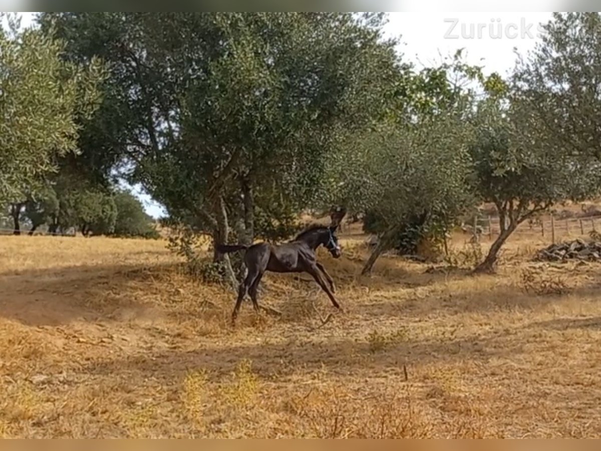 Oldenburg Stallion Foal (06/2025) 8,3 hh in Ourique