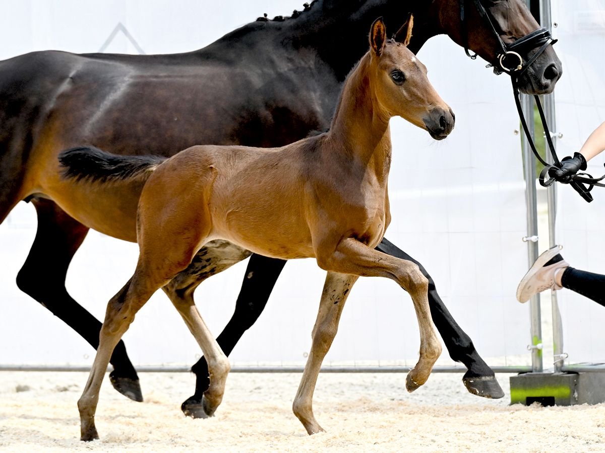 Oldenburg Stallion Foal (06/2025) Bay-Dark in Bad Bevensen
