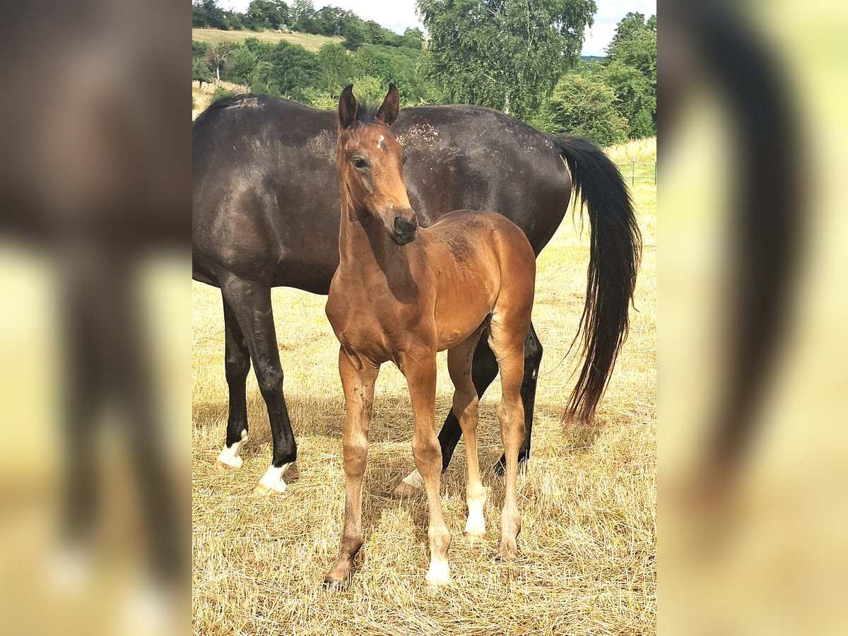 Oldenburg Stallion Foal (06/2025) Bay-Dark in Hildesheim