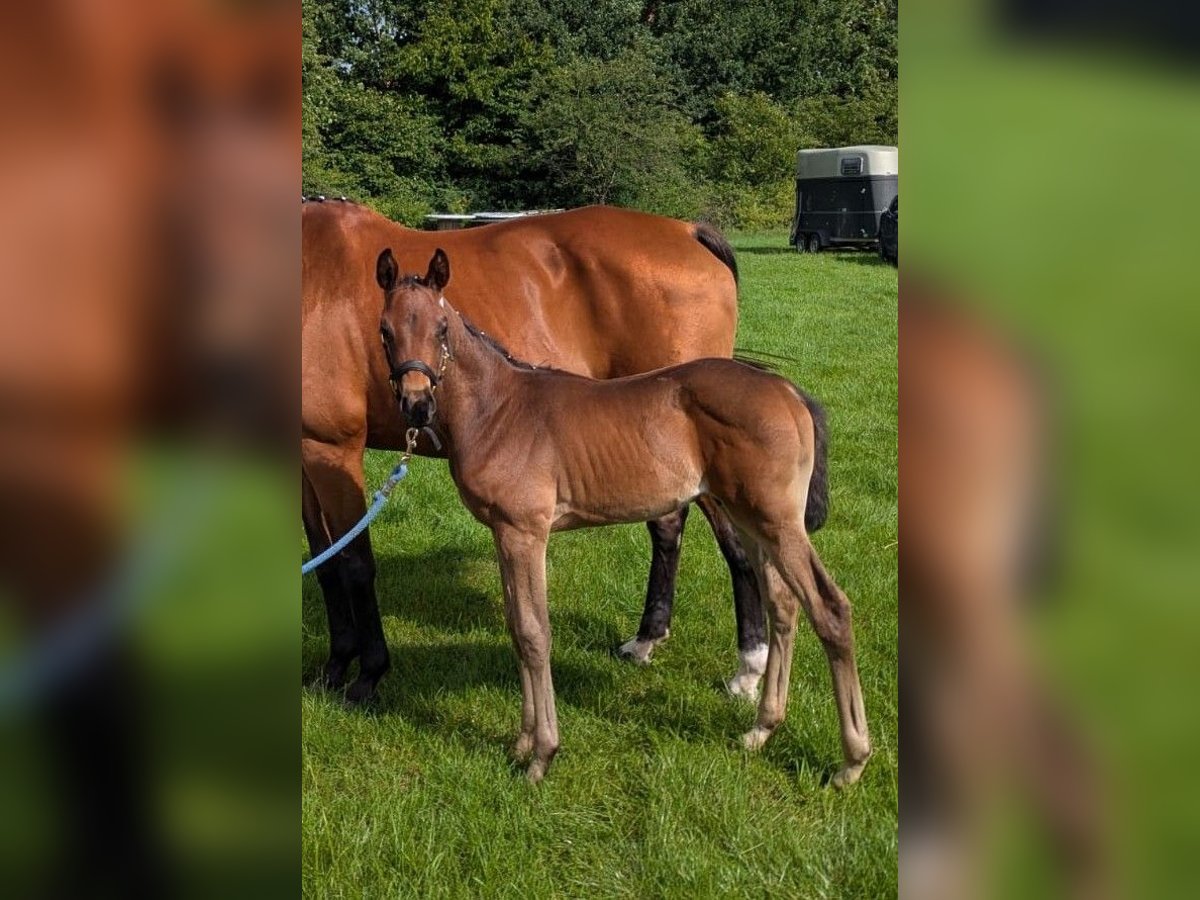 Oldenburg Stallion Foal (06/2025) Bay-Dark in Butjadingen