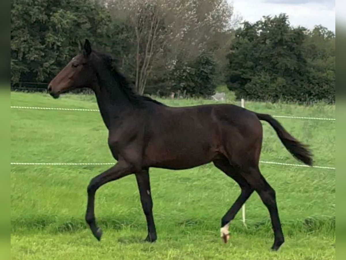 Oldenburg Stallion Foal (02/2023) Bay-Dark in Dortmund