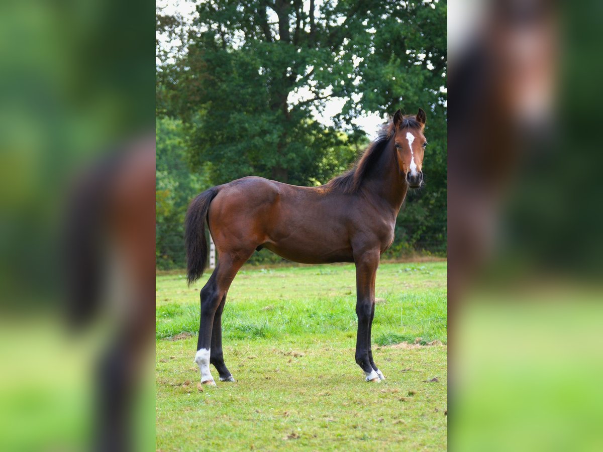 Oldenburg Stallion Foal (04/2025) Bay-Dark in Esens