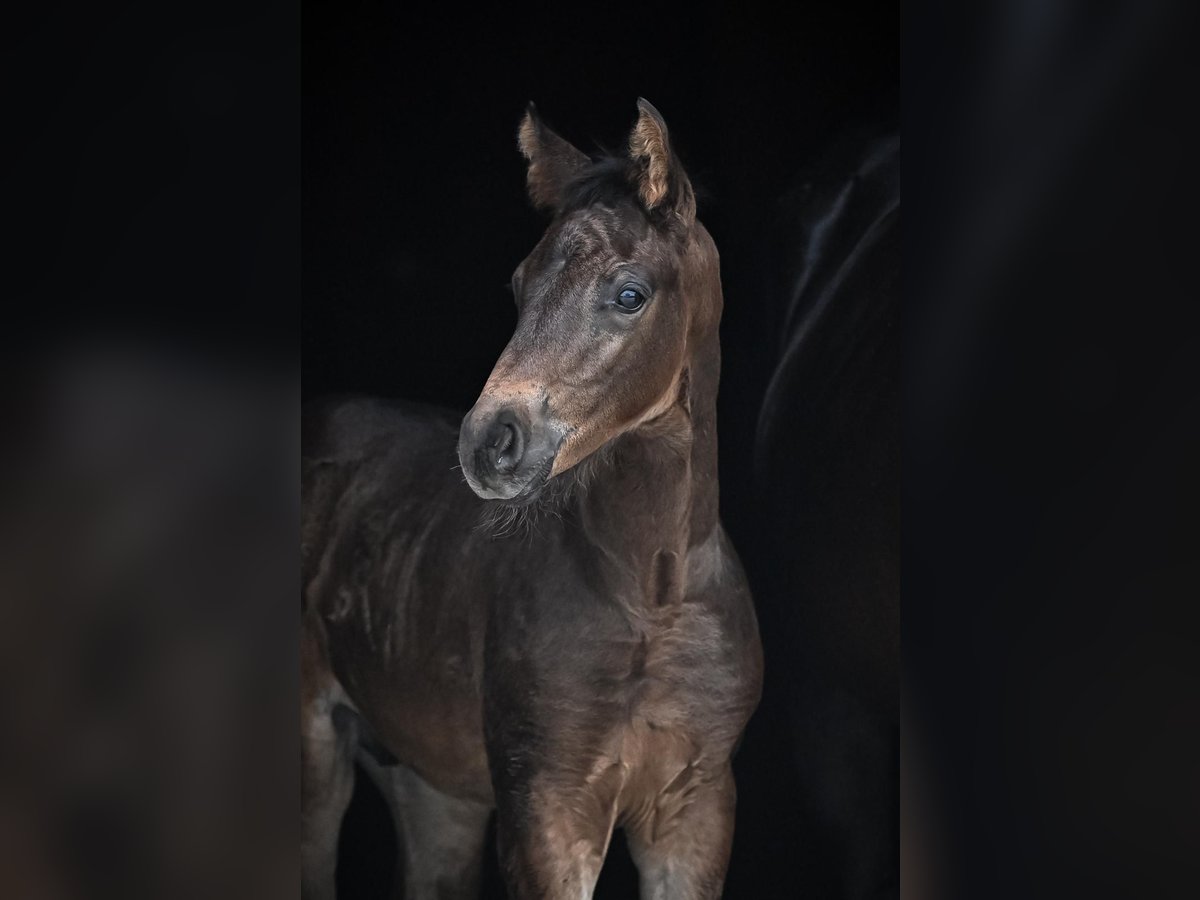 Oldenburg Stallion Foal (05/2025) Bay-Dark in Affoltern am Albis