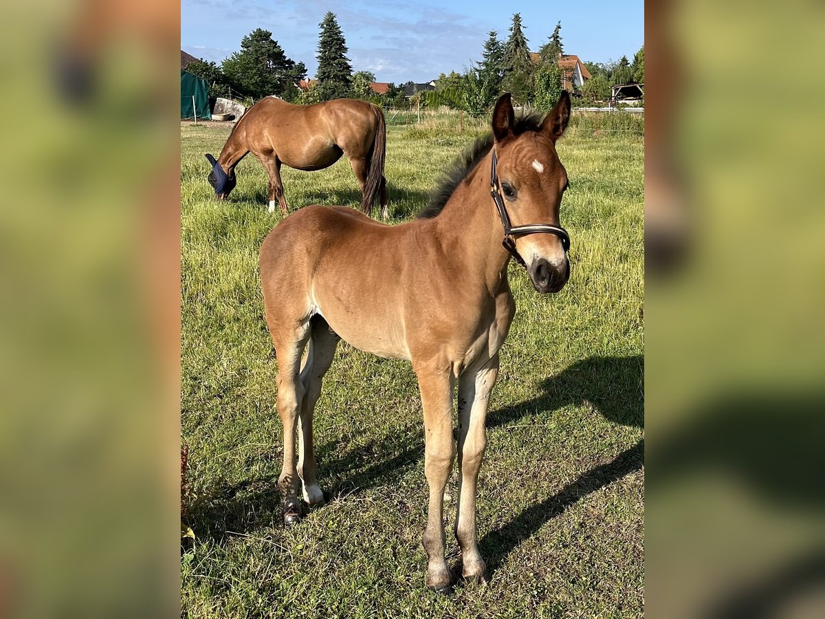 Oldenburg Stallion Foal (05/2025) Bay-Dark in Oebisfelde