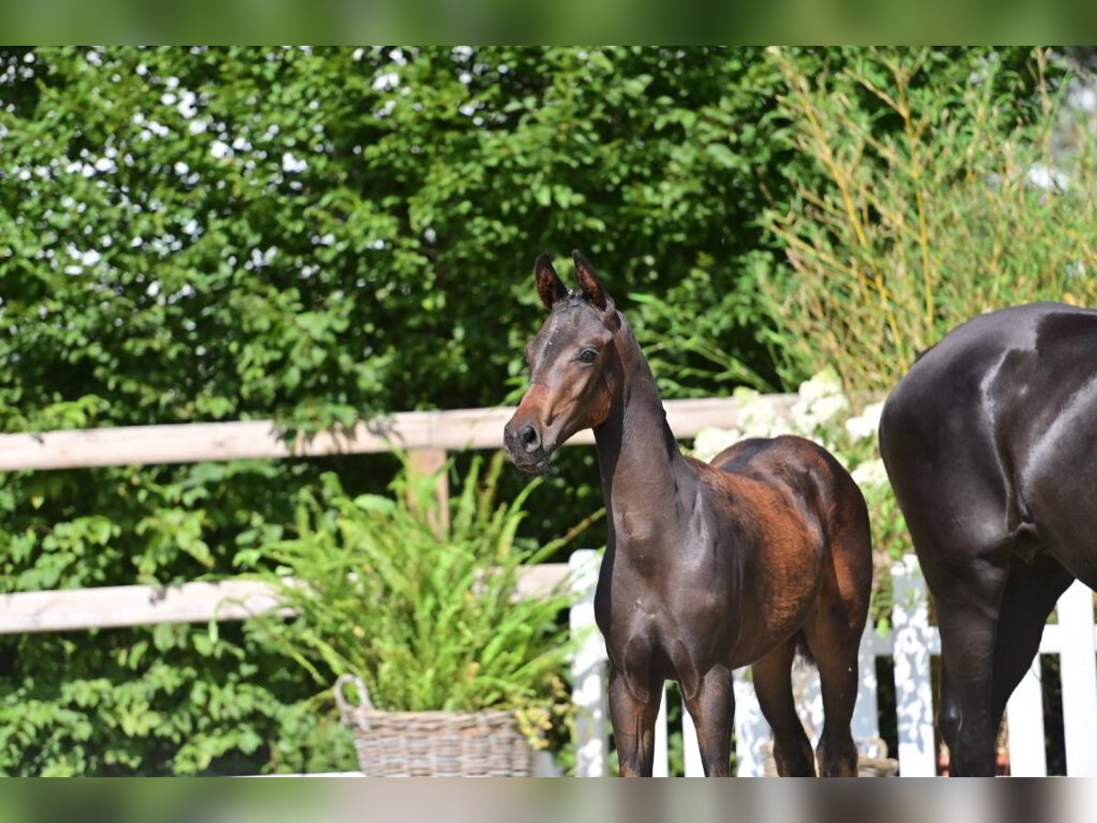 Oldenburg Stallion Foal (03/2025) Bay-Dark in Friesoythe