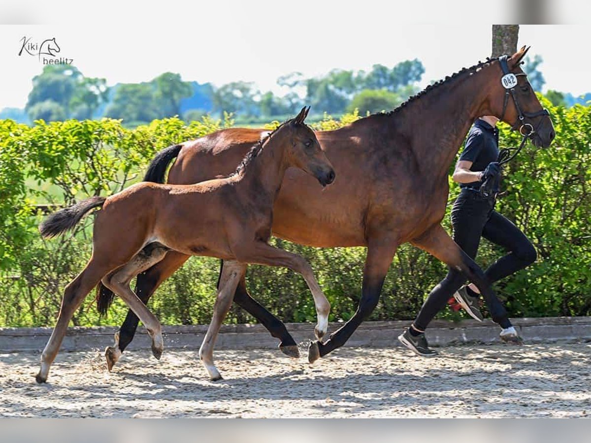 Oldenburg Stallion  Bay-Dark in Ganderkesee