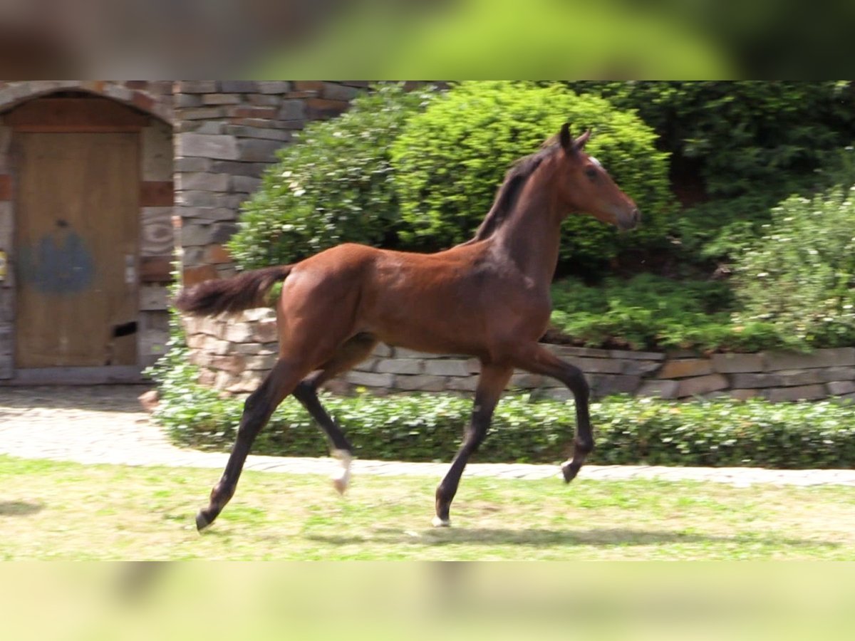 Oldenburg Stallion Foal (04/2023) Bay-Dark in Lucka