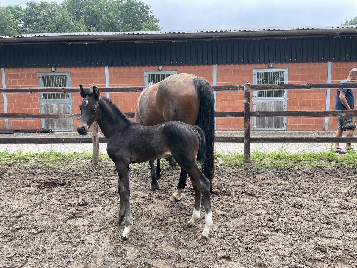 Oldenburg Stallion Foal (05/2024) Bay-Dark in Molbergen