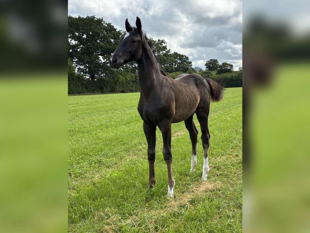 Oldenburg Stallion Foal (05/2025) Black in Blunk
