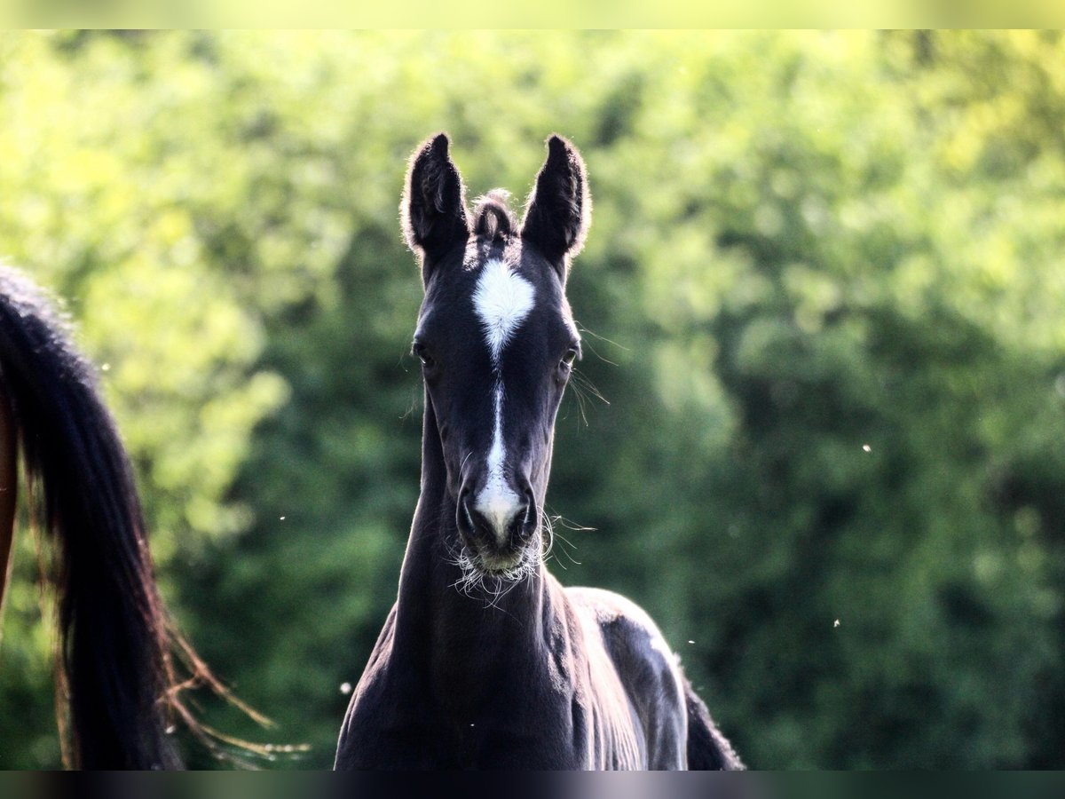 Oldenburg Stallion  Black in Blunk