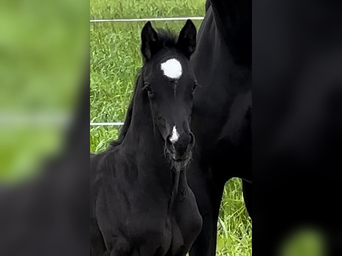 Oldenburg Stallion Foal (04/2023) Black in Vechta