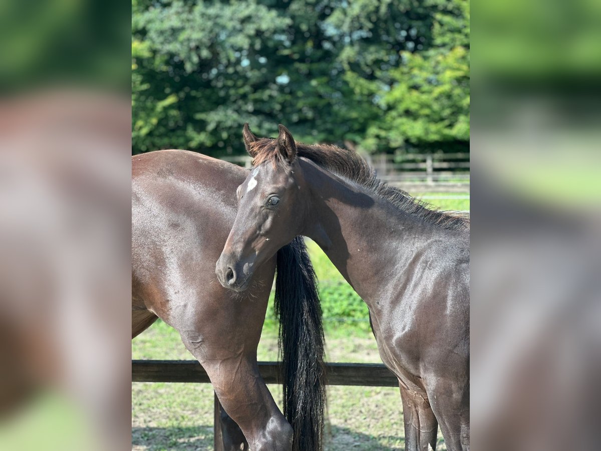 Oldenburg Stallion  Black in Cloppenburg