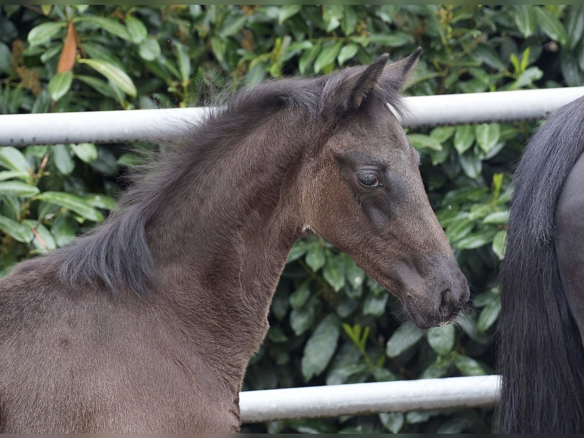 Oldenburg Stallion Foal (02/2024) Black in Essen (Oldenburg)