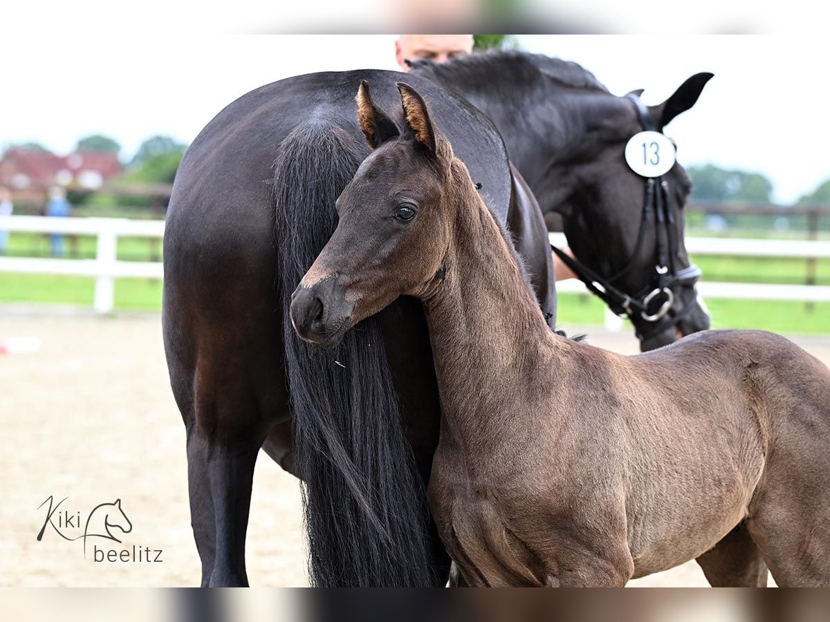 Oldenburg Stallion  Black in Essen (Oldenburg)