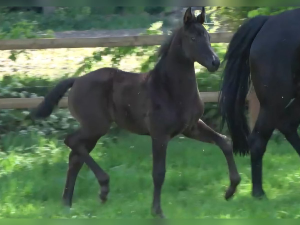 Oldenburg Stallion  Black in Essen (Oldenburg)