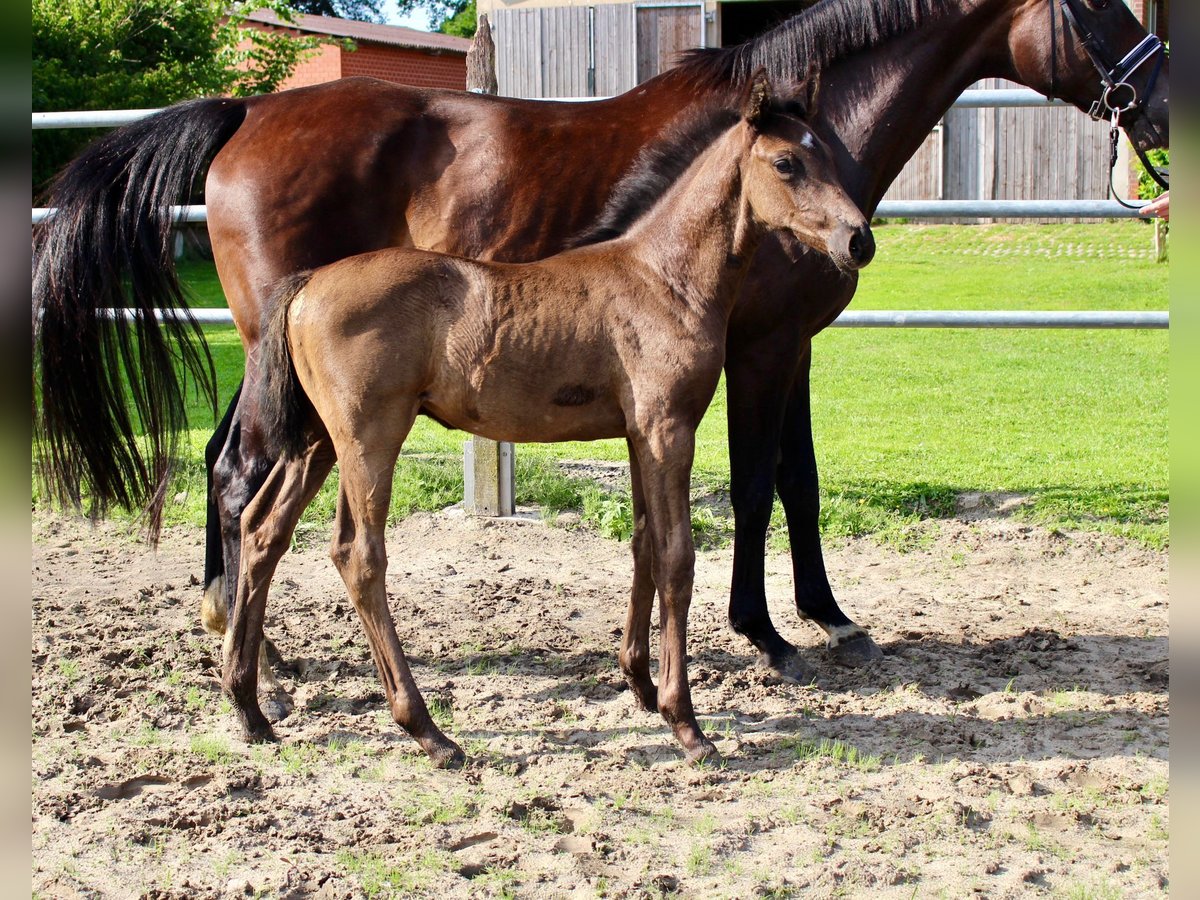 Oldenburg Stallion Foal (05/2025) Black in Essen (Oldenburg)