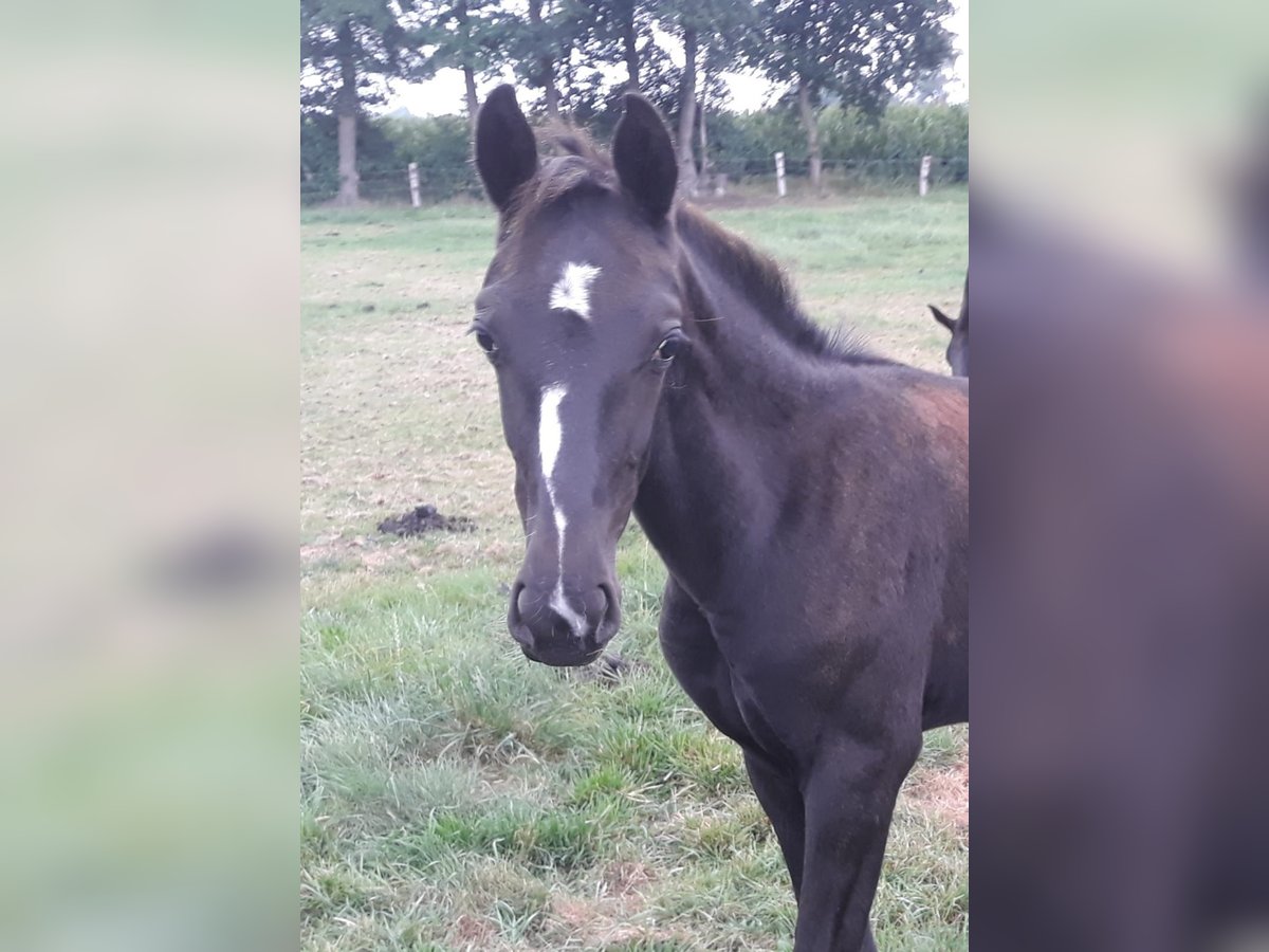 Oldenburg Stallion Foal (04/2025) Black in Essen (Oldenburg)
