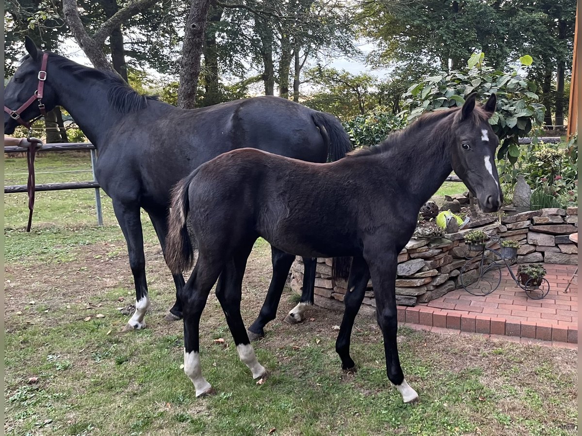 Oldenburg Stallion Foal (04/2025) Black in Essen (Oldenburg) Oldenburg Stallion Foal (04/2025) Black in Essen (Oldenburg)