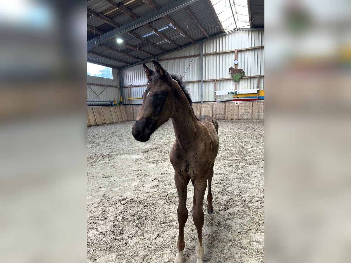 Oldenburg Stallion Foal (06/2025) Black in Hesel
