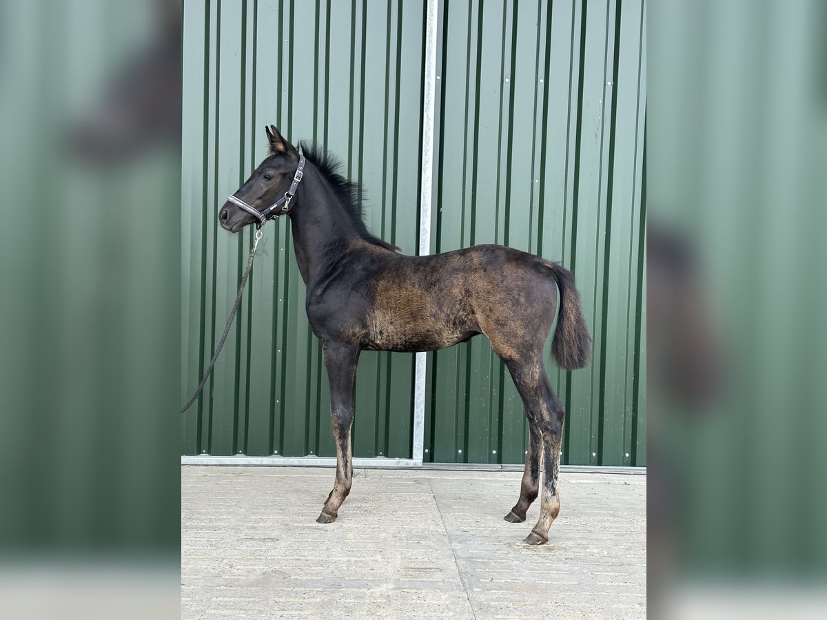 Oldenburg Stallion Foal (05/2023) Black in Hohenhameln