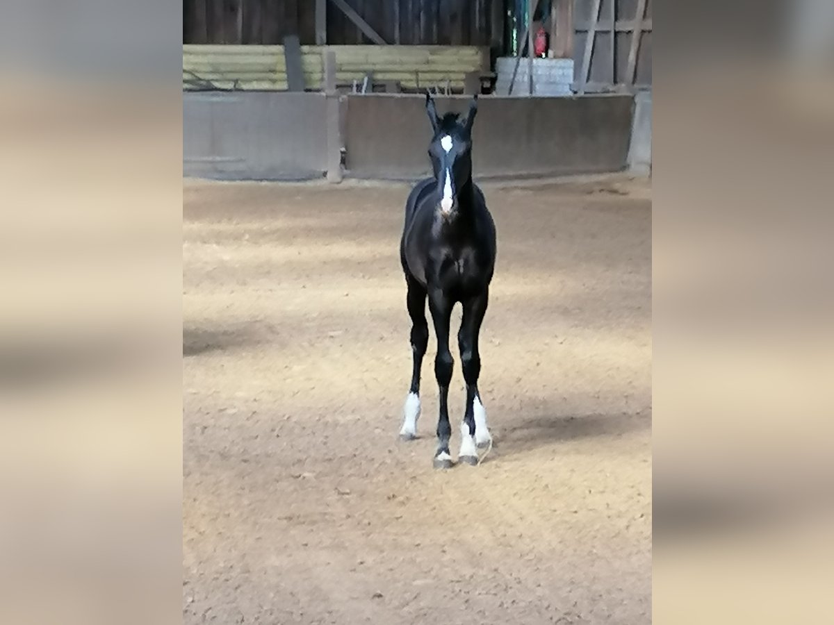 Oldenburg Stallion Foal (02/2024) Black in Wülfrath