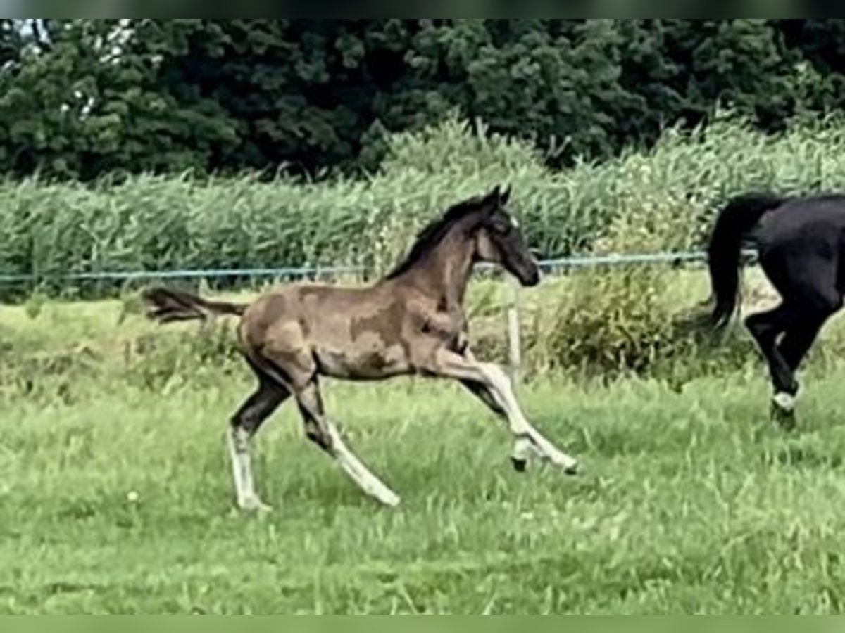 Oldenburg Stallion Foal (04/2025) Black in Vechta