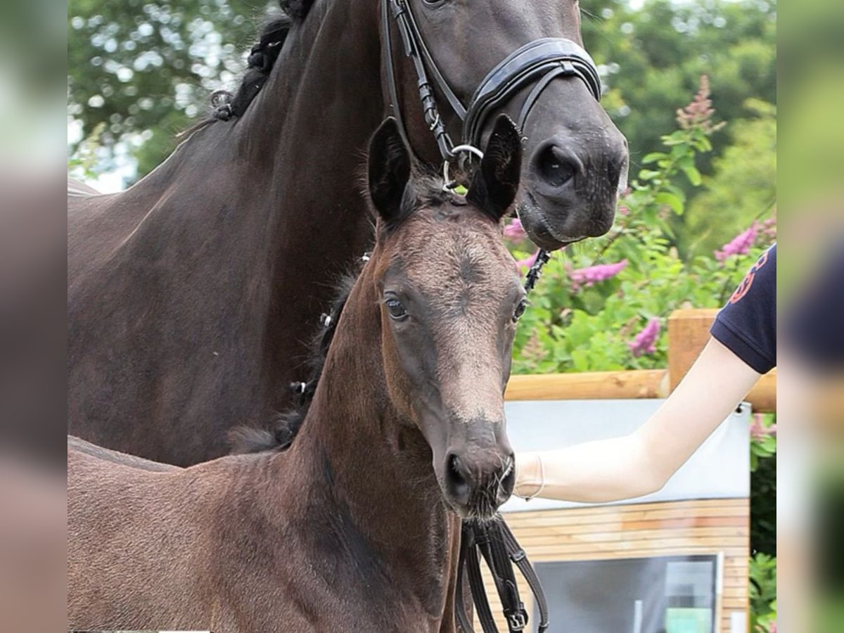 Oldenburg Stallion  Black in Westerstede