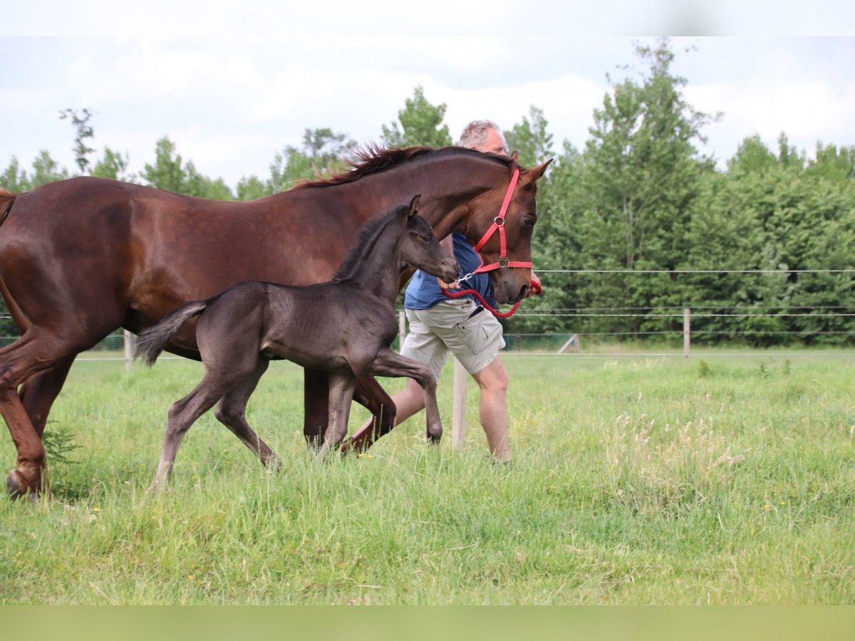 Oldenburg Stallion  Black in Zaffelare