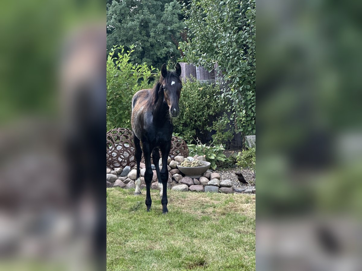 Oldenburg Stallion Foal (02/2025) Black in Ihlow
