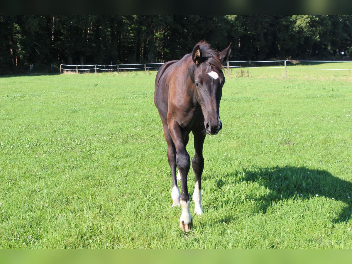 Oldenburg Stallion Foal (04/2025) Black in Westerstede