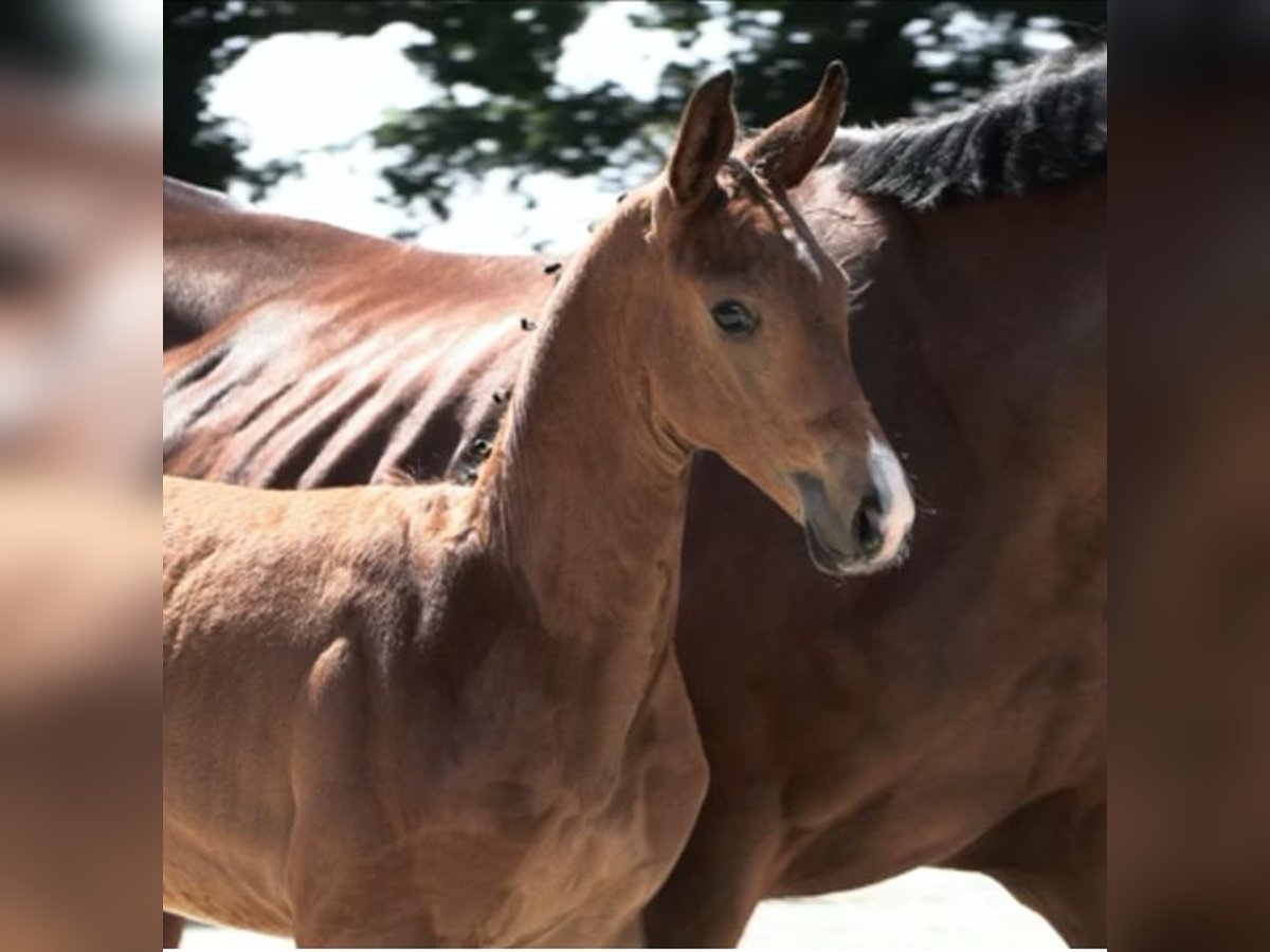 Oldenburg Stallion  Brown in Aschendorf