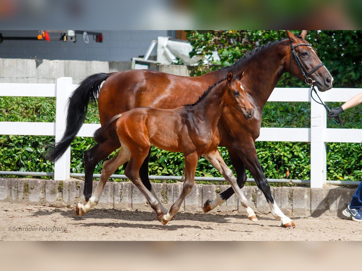Oldenburg Stallion Foal (06/2025) Brown in Bielefeld