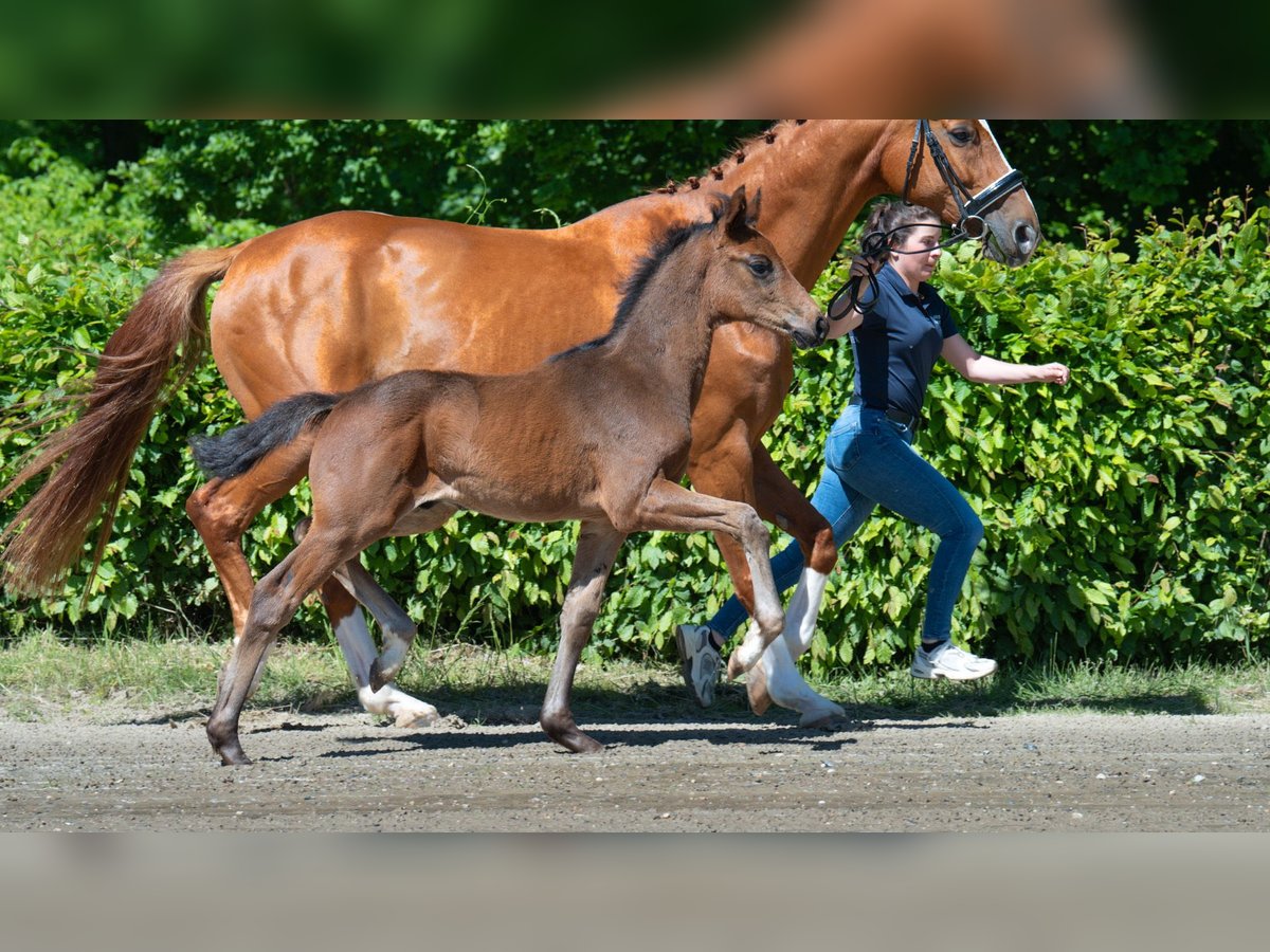Oldenburg Stallion  Brown in Mnchengladbach
