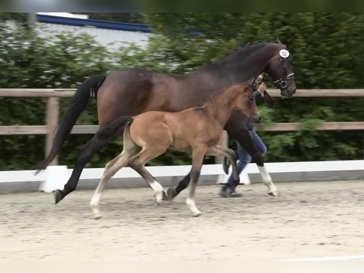Oldenburg Stallion  Brown in Bruchhausen-Vilsen