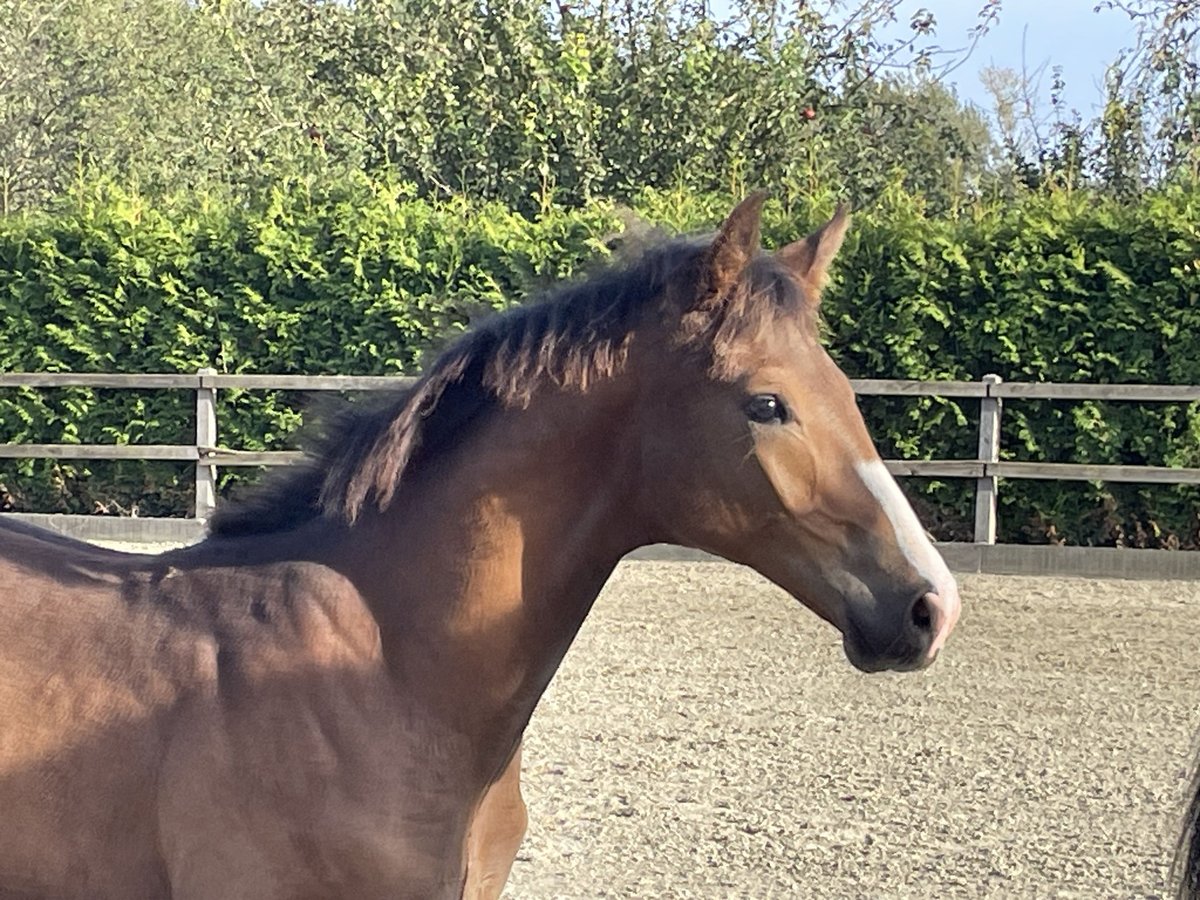 Oldenburg Stallion  Brown in Cloppenburg