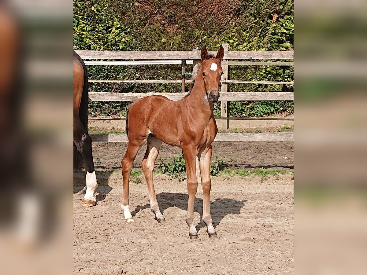 Oldenburg Stallion  Brown in Damme