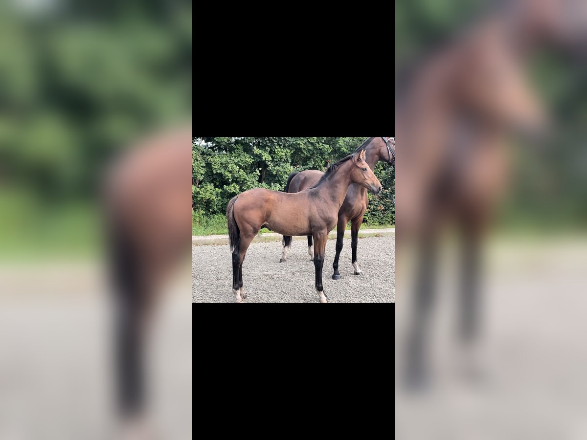 Oldenburg Stallion Foal (04/2023) Brown in Elmlohe