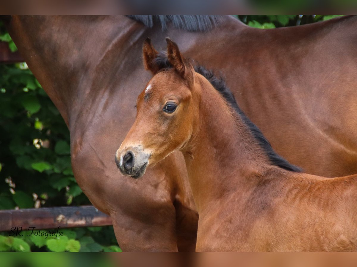 Oldenburg Stallion  Brown in Emstek