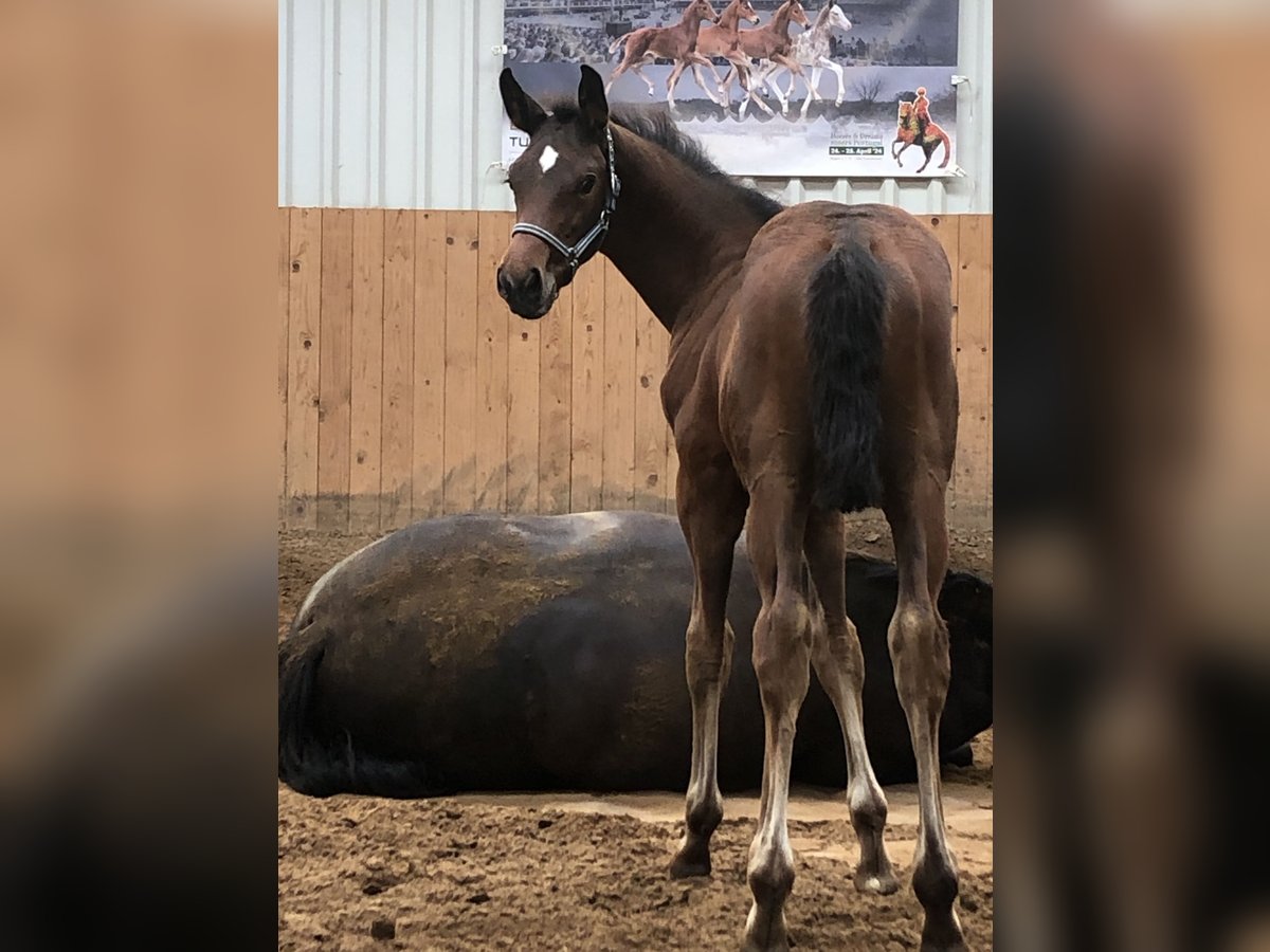 Oldenburg Stallion Foal (05/2024) Brown in Hiddenhausen