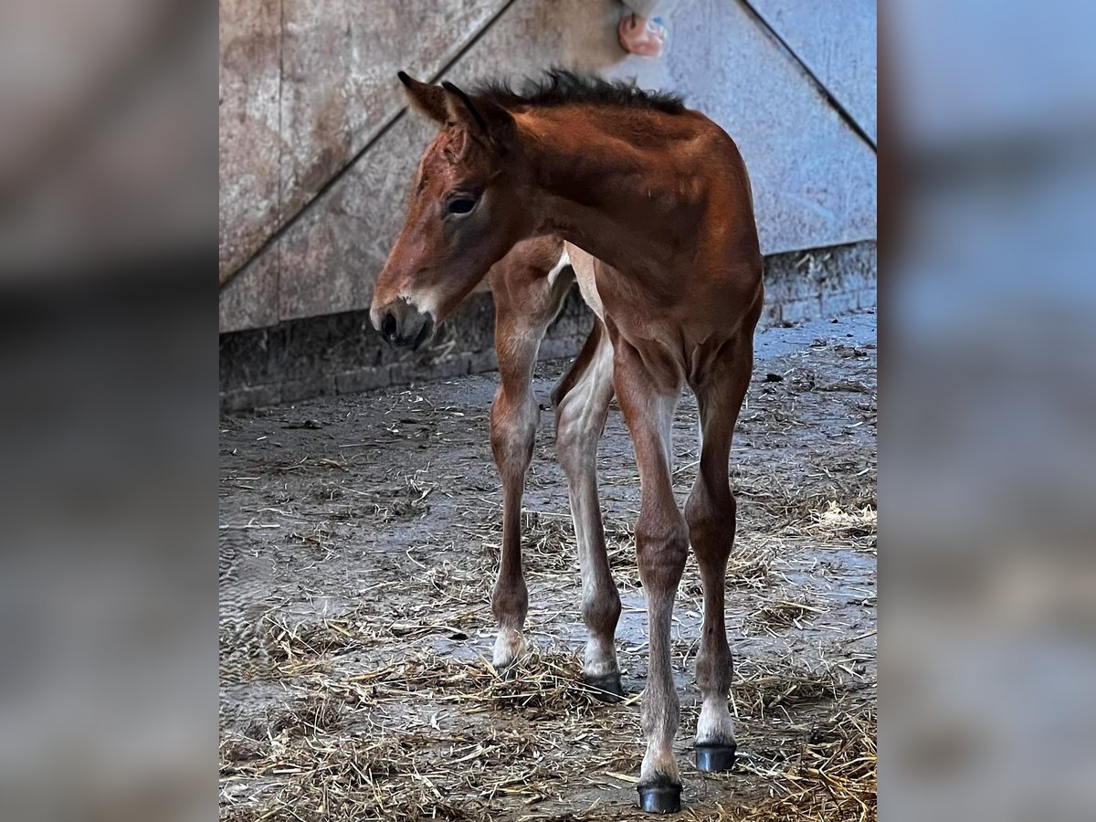 Oldenburg Stallion Foal (05/2025) Brown in Gro&#xDF;heide