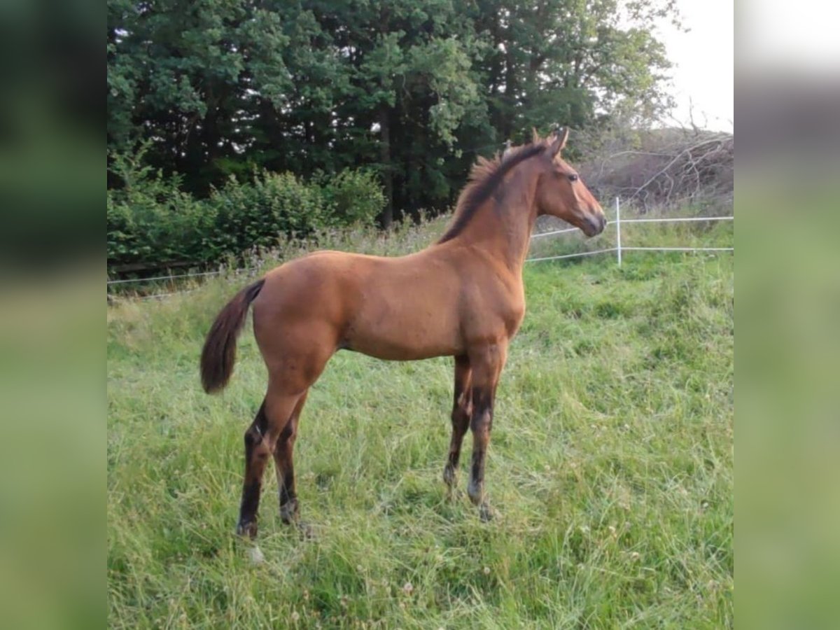 Oldenburg Stallion Foal (04/2025) Brown in Bissendorf