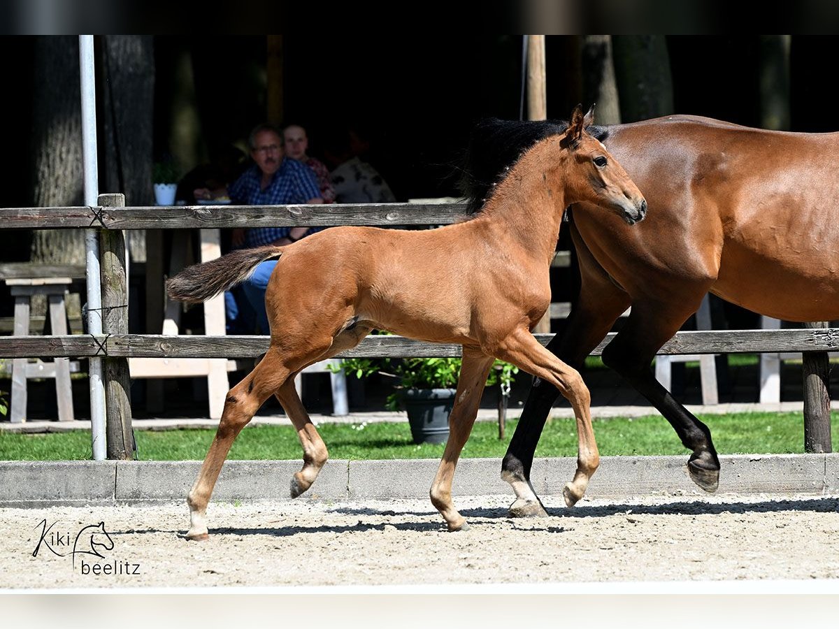 Oldenburg Stallion Foal (04/2025) Brown in Bissendorf