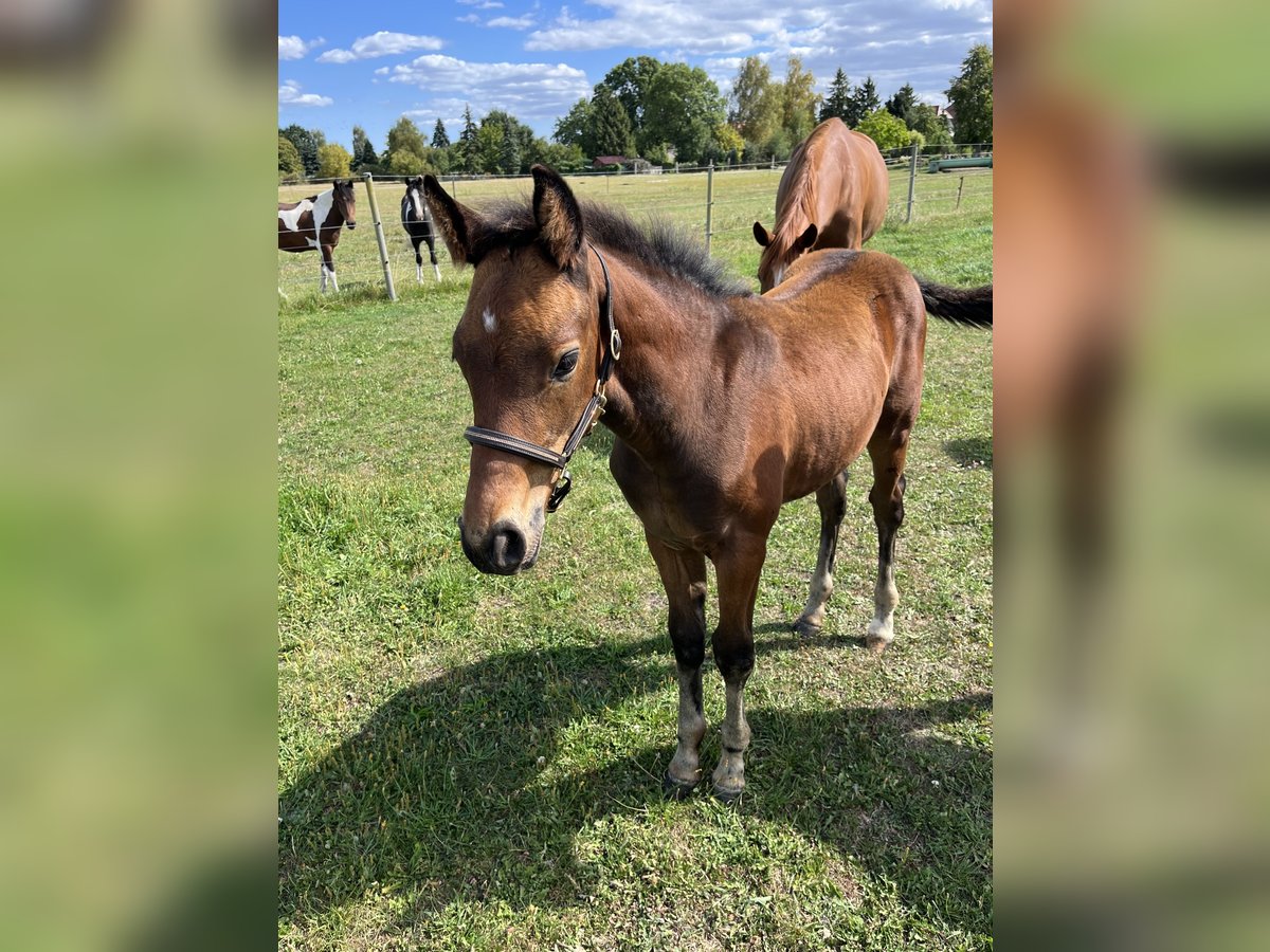 Oldenburg Stallion Foal (05/2025) Brown in Oebisfelde