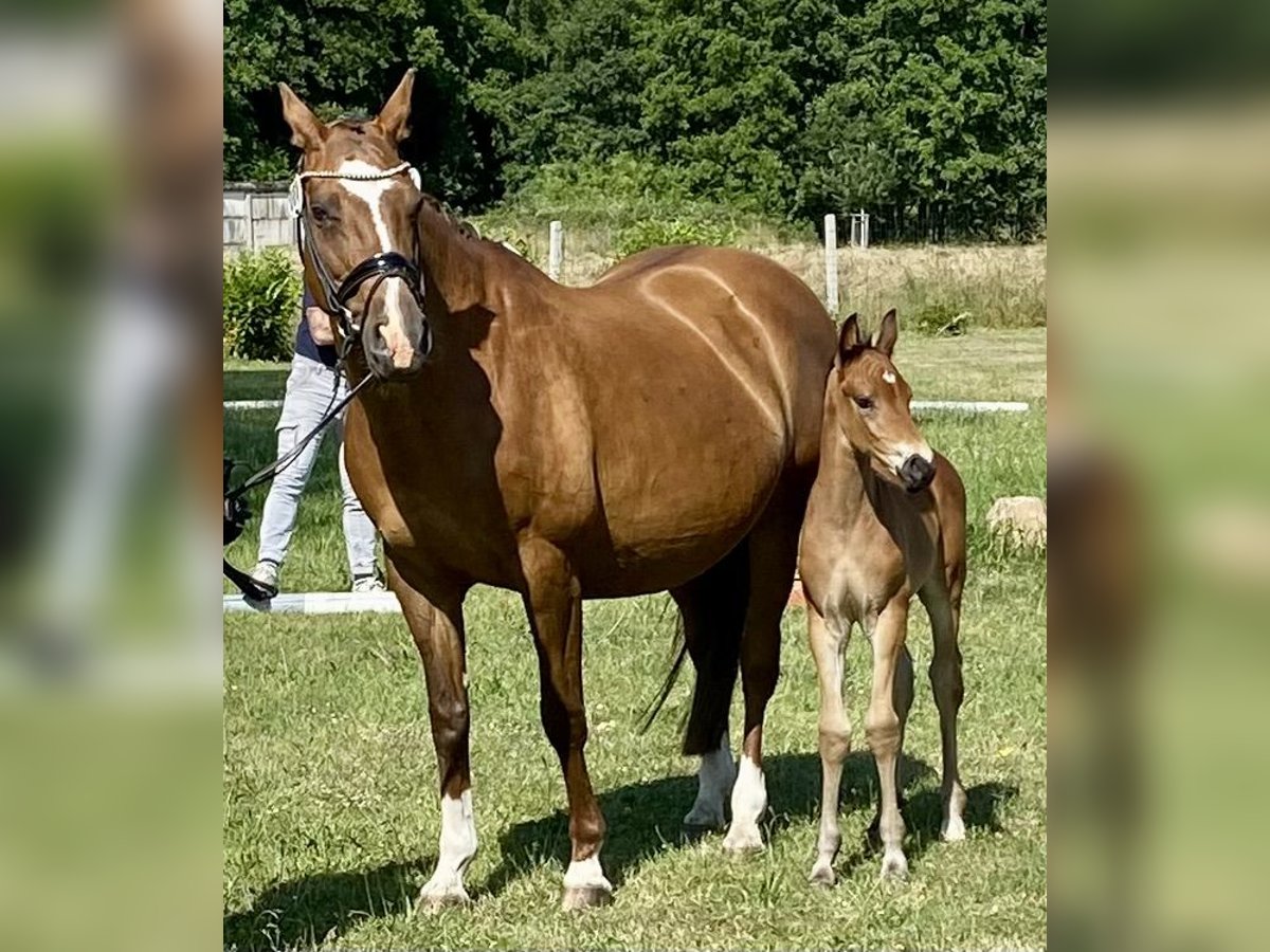 Oldenburg Stallion  Brown in Oebisfelde