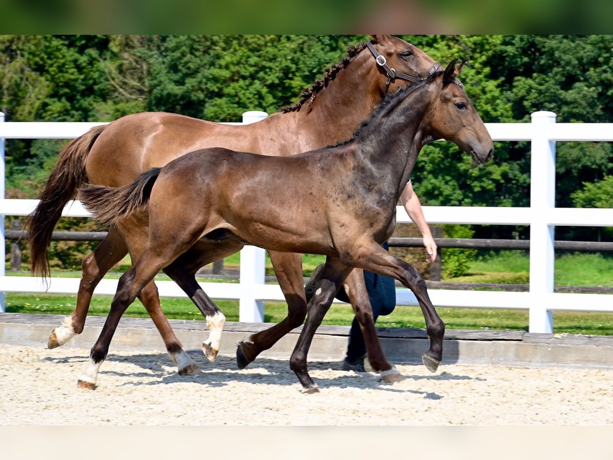 Oldenburg Stallion Foal (02/2024) Brown in Fontaine-l&#39;Abbé