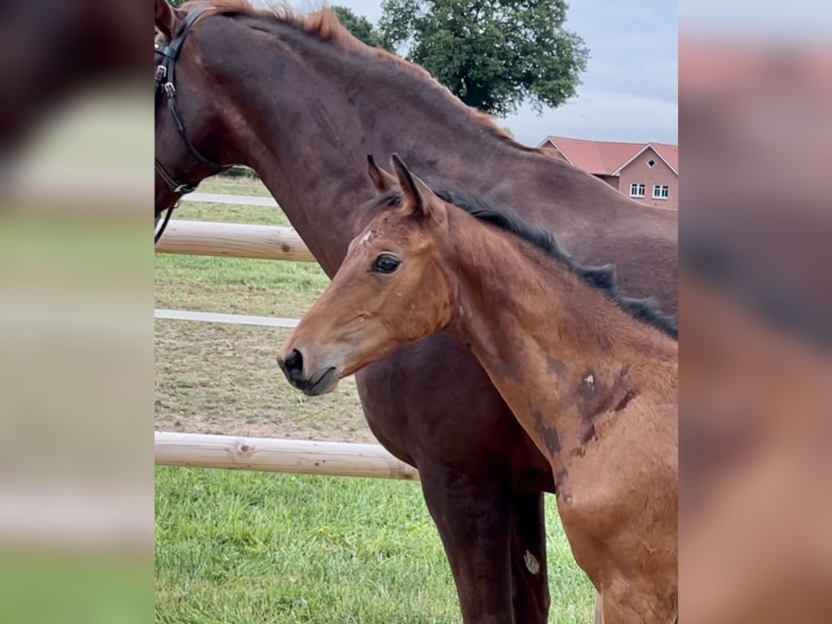 Oldenburg Stallion Foal (03/2025) Brown in Garrel