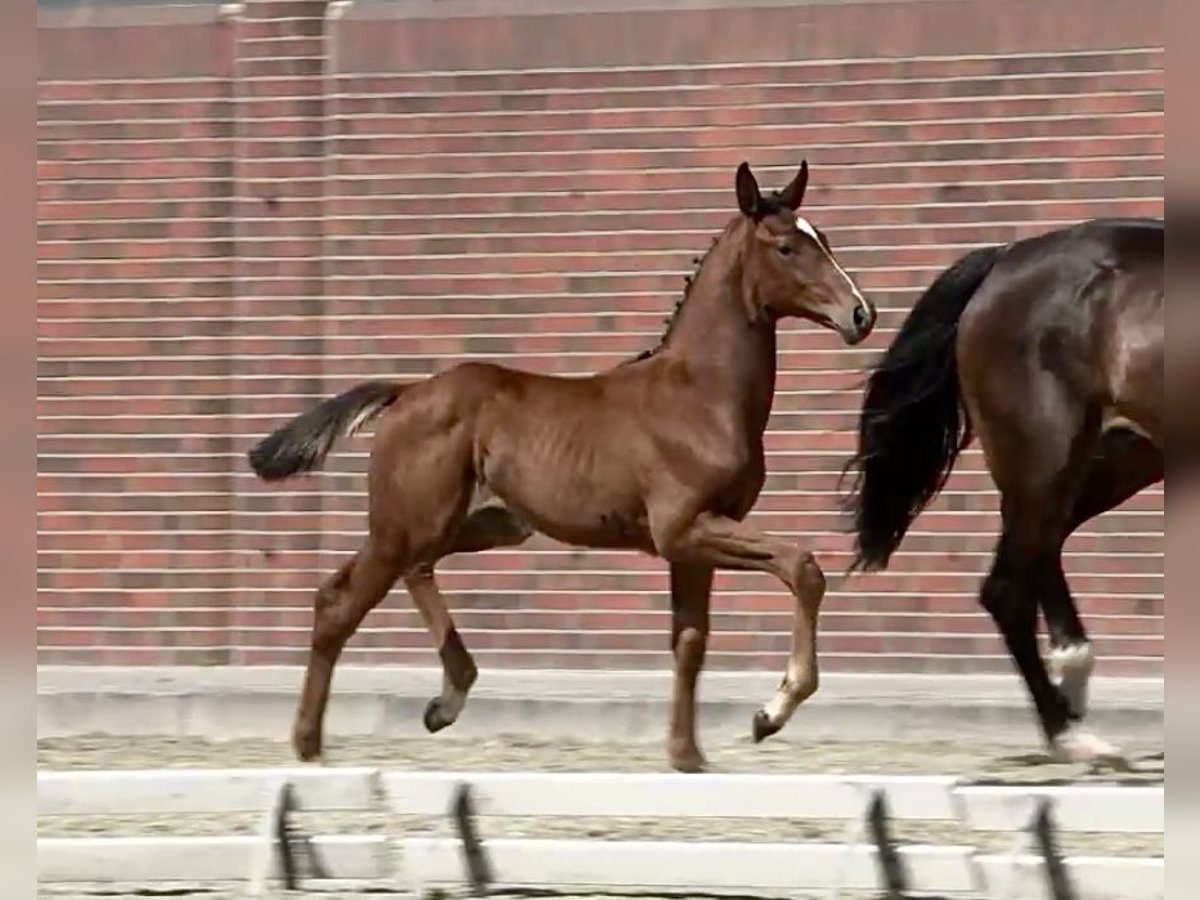 Oldenburg Stallion Foal (04/2025) Brown in Lastrup
