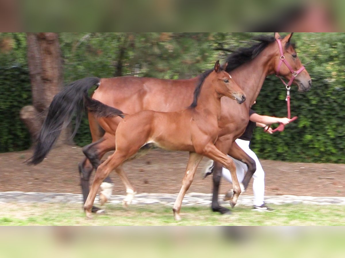 Oldenburg Stallion Foal (05/2023) Brown in Lucka