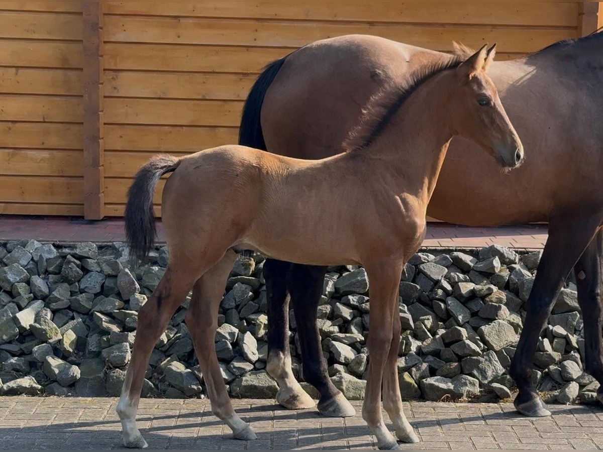 Oldenburg Stallion Foal (06/2025) Brown in Molbergen